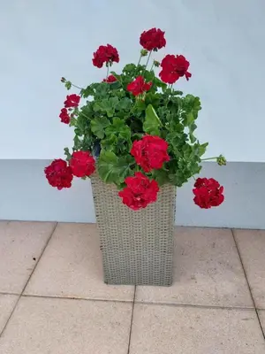 Ein Garten an der Unterkunft Haus Anita