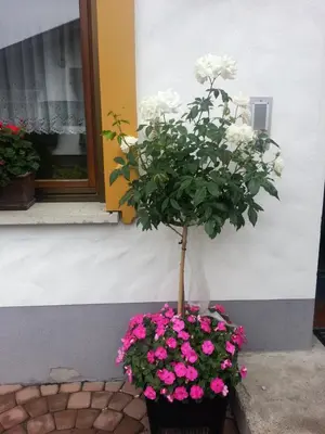 Ein Garten an der Unterkunft Haus Anita