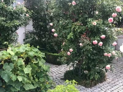 Ein Garten an der Unterkunft Ferienwohnung am Bodensee - Ruhe,Natur und Golfgenuss