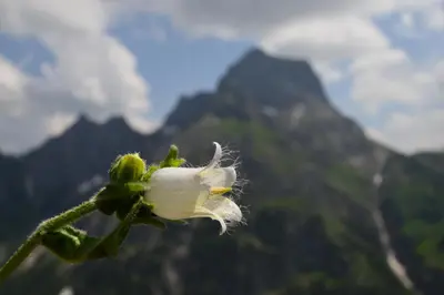 Ein allgemeiner Bergblick oder ein Berglick von der Ferienwohnung aus