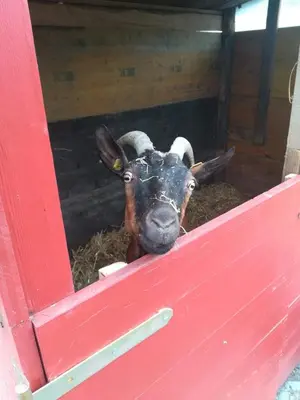 Tiere in der Ferienwohnung oder in der Nähe