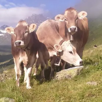 Tiere in der Ferienwohnung oder in der Nähe