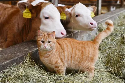Tiere in der Ferienwohnung oder in der Nähe