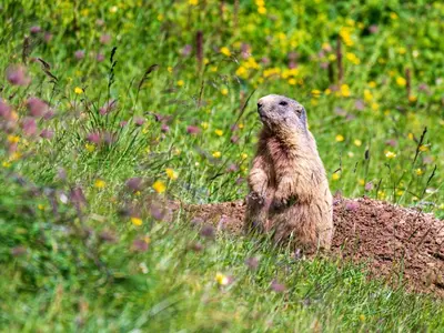 Tiere in der Ferienwohnung oder in der Nähe