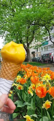 Ein Garten an der Unterkunft Sonnengarten