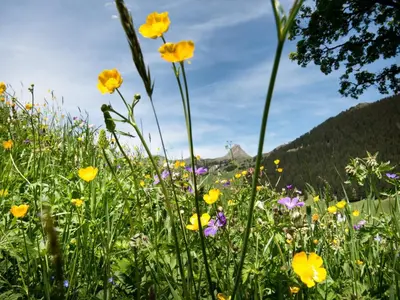 Naturlandschaft in der Nähe der Ferienwohnung