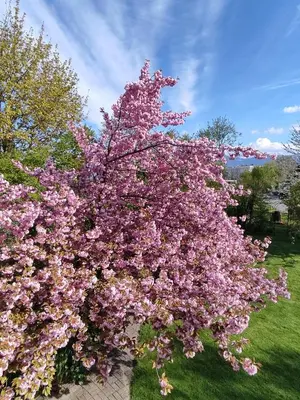 Ein Garten an der Unterkunft Ferienwohnung Hard am Bodensee