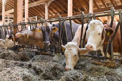 Tiere in der Ferienwohnung oder in der Nähe
