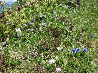 Ein Garten an der Unterkunft Haus Fiel