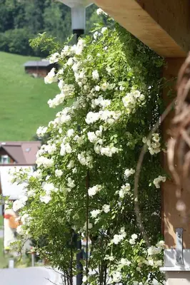 Grundriss der Unterkunft Haus Schönblick