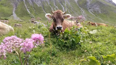 Tiere in der Ferienwohnung oder in der Nähe