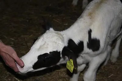 Tiere in diesem Bauernhof oder in der Nähe