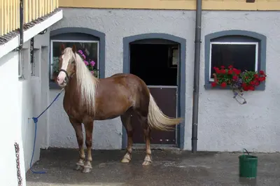 Tiere in diesem Bauernhof oder in der Nähe
