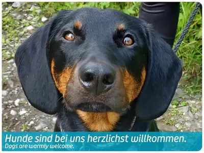 Haustiere von Gästen der Unterkunft Vitalhotel Quellengarten - Bed & Breakfast