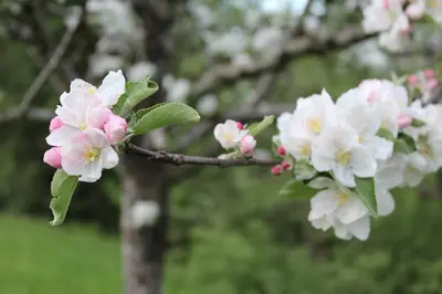 Ein Garten an der Unterkunft Naturparadies Silvia