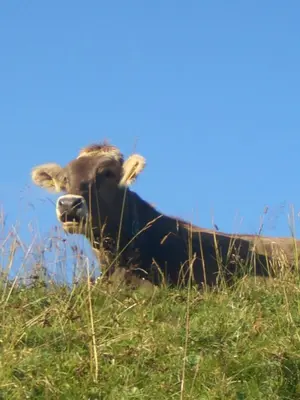 Tiere im Hotel oder in der Nähe