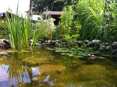 Ein Garten an der Unterkunft Gästehaus Wildbach