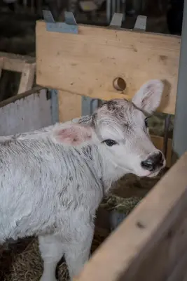 Tiere in der Ferienwohnung oder in der Nähe