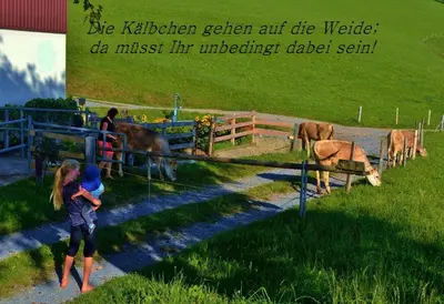 Tiere in der Ferienwohnung oder in der Nähe
