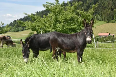 Tiere in der Ferienwohnung oder in der Nähe