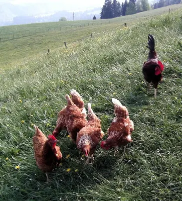 Tiere in der Ferienwohnung oder in der Nähe