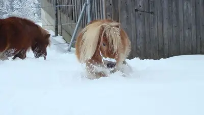 Tiere in der Ferienwohnung oder in der Nähe