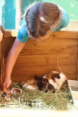 Tiere in diesem Bauernhof oder in der Nähe