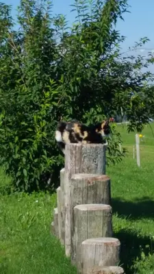 Tiere in der Ferienwohnung oder in der Nähe