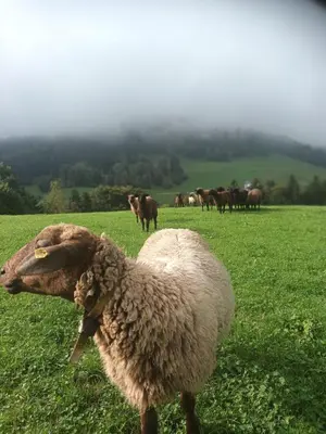 Tiere in diesem Bauernhof oder in der Nähe