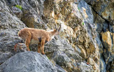 Tiere im Ferienhaus oder in der Nähe
