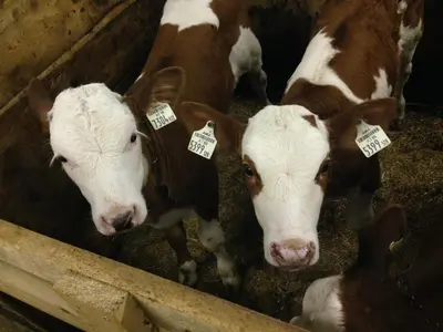 Tiere in diesem Bauernhof oder in der Nähe