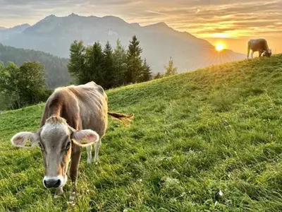 Tiere im Chalet oder in der Nähe