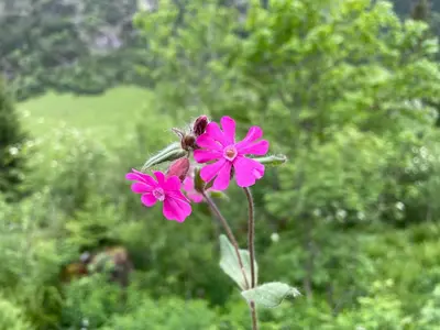 Ein Garten an der Unterkunft Aparthotel mittelberg mit Schwimmbad Kleinwalsertal