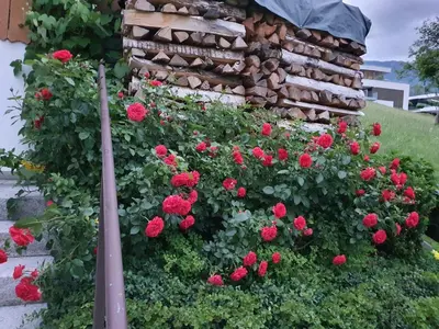 Ein Garten an der Unterkunft DreamlandRanch Vorarlberg