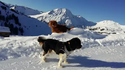 Tiere in der Ferienwohnung oder in der Nähe