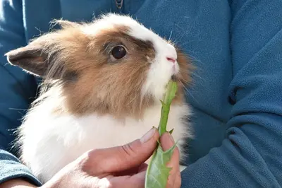 Tiere in der Ferienwohnung oder in der Nähe