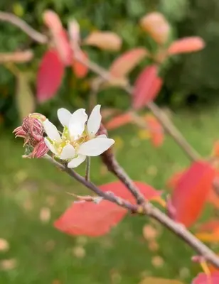 Ein Garten an der Unterkunft Frühstückspension Bilgeri