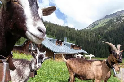 Tiere im Hotel oder in der Nähe
