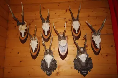 Tiere im Ferienhaus oder in der Nähe