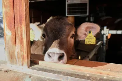 Tiere in der Ferienwohnung oder in der Nähe