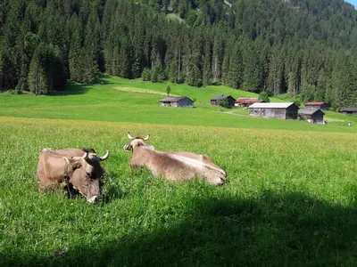 Tiere in der Ferienwohnung oder in der Nähe