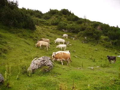Tiere in der Ferienwohnung oder in der Nähe
