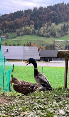Tiere in der Ferienwohnung oder in der Nähe