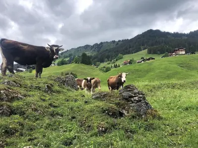 Tiere in der Ferienwohnung oder in der Nähe