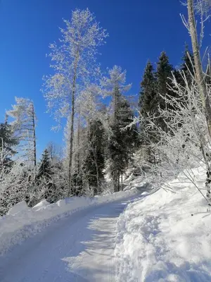 Kanis 80 im Winter