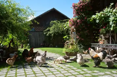 Tiere im Hotel oder in der Nähe