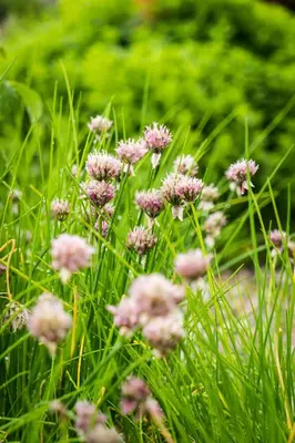 Ein Garten an der Unterkunft Biohotel Walserstuba