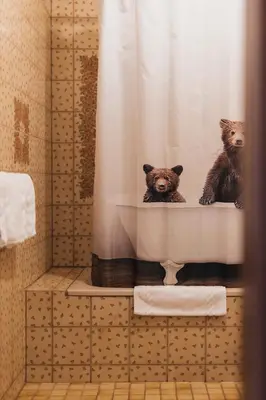 Haustiere von Gästen der Unterkunft Hotel Bären