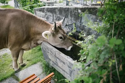Tiere in diesem Bauernhof oder in der Nähe