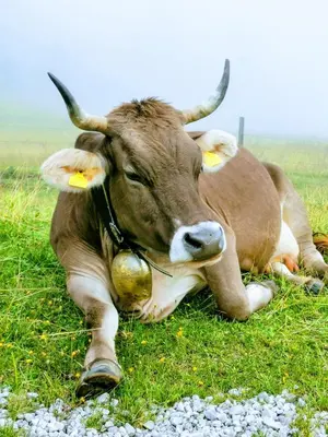 Tiere in der Ferienwohnung oder in der Nähe
